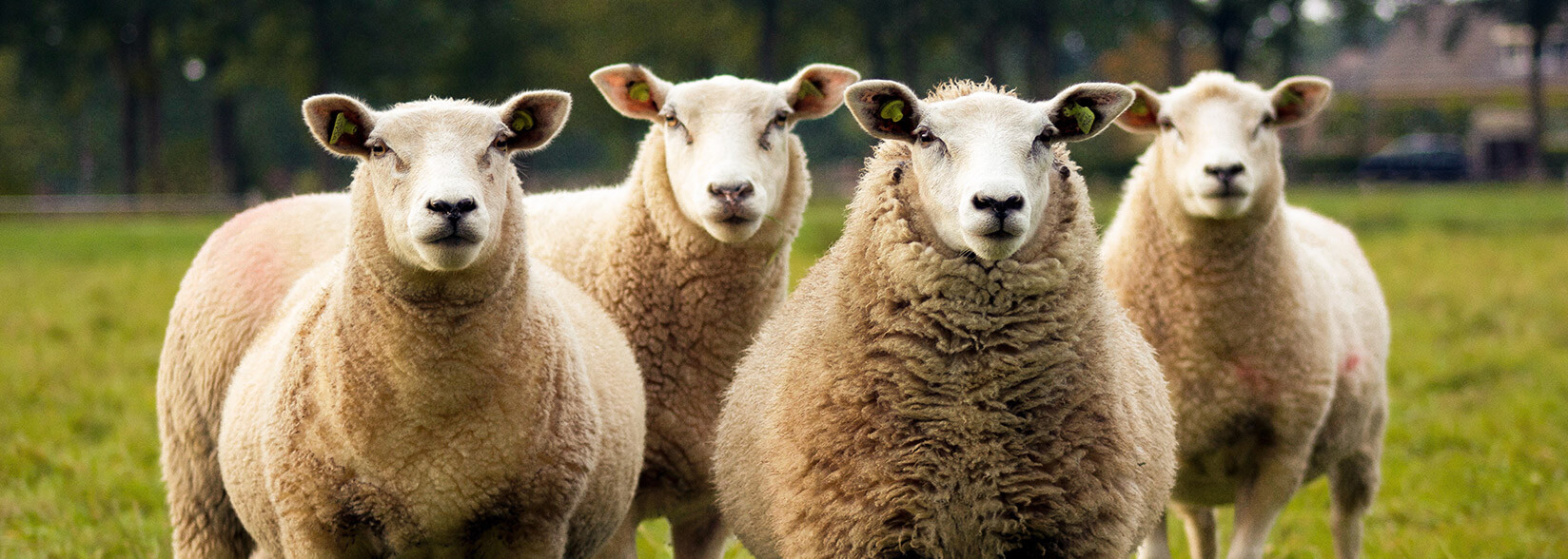 Mike Novogratz: A herd of institutional investors moving into crypto