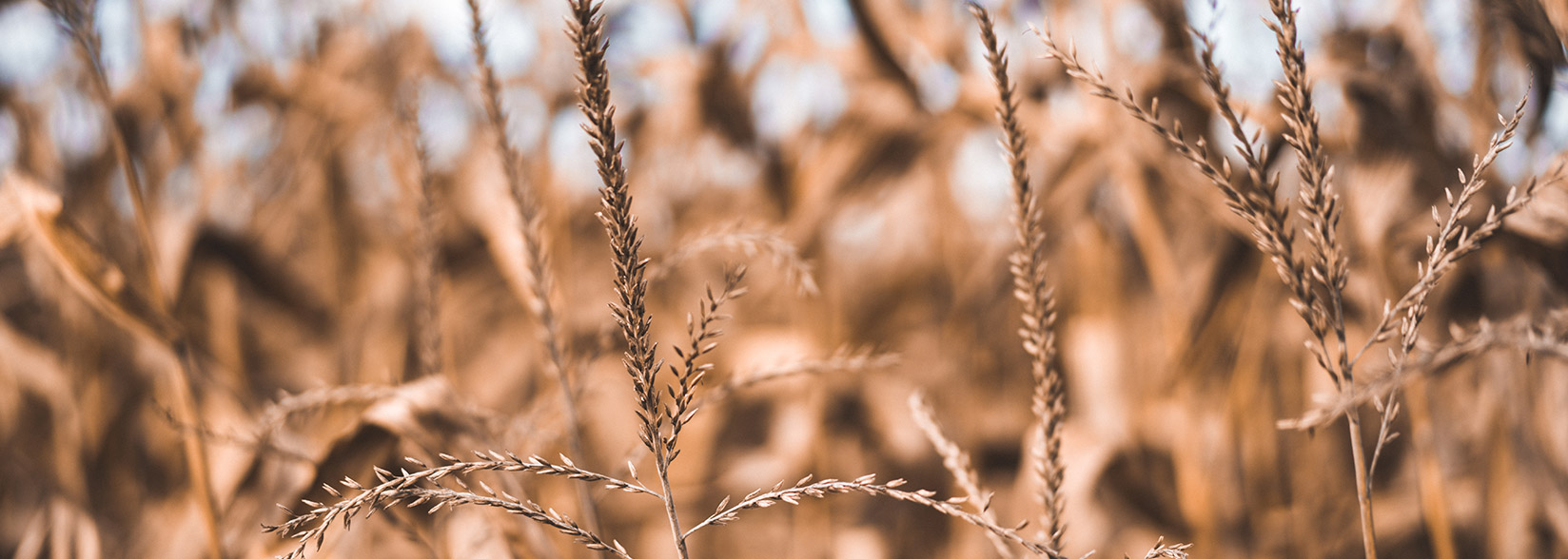 Ohio Takes Charge in Supporting Blockchain Businesses with New Legislation