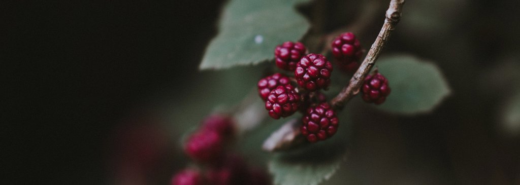 BlackBerry Leverages Blockchain to Disrupt Legacy Healthcare