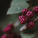 BlackBerry Leverages Blockchain to Disrupt Legacy Healthcare