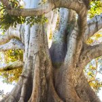 Zcoin Gives ASICs the Boot with Merkle Tree Proofs