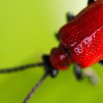 Texas ICO Exterminators: Cryptocurrency Frauds Prosecuted as U.S. Crackdown Continues