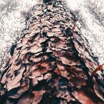 Zcoin Implementing ASIC Resistant Merkle Tree Proof (MTP) Crypto Mining