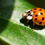 Researchers Find Vulnerability for Bitcoin, Ethereum, and Ripple Digital Signatures in Faulty Implementations