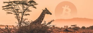 Google search trend shows Bitcoin most popular in Africa