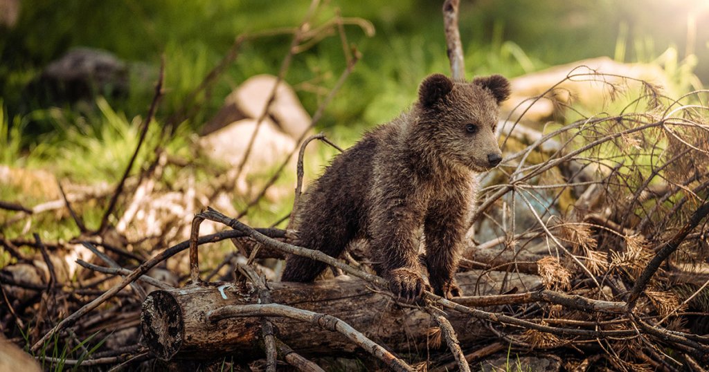 Key technical pattern suggests Bitcoin’s bear trend is over; levels to watch for