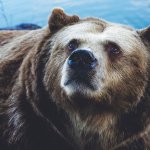 A bearish technical analysis for Bitcoin, Ethereum, XRP and Litecoin; but what if bullish?