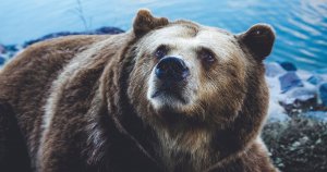 A bearish technical analysis for Bitcoin, Ethereum, XRP and Litecoin; but what if bullish?