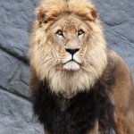 Brave hits eight million monthly users, launches “Transparency” page for tracking growth metrics