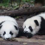 Crypto community divided over China’s blockchain law