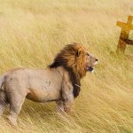 Bitcoin bulls roar as price surmounts $7,000; shows sign of macro reversal