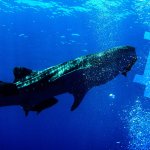 Here’s how to trade like a Bitcoin whale with ‘no less than $100 million’