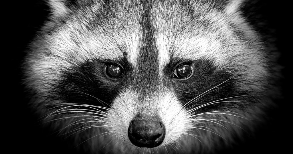 Beware of the “Raccoon” malware trying to steal your crypto, all web browsers are affected