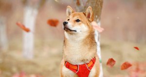 Dogecoin leads gains as crypto markets crash further