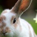 Bitcoin just hopped above $7,000 after 10% correction, convincing analysts of bull case