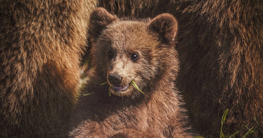 Sorry bulls: On-chain metrics show Bitcoin is highly bearish ahead of halving