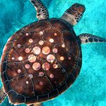 Slow and steady, but Cardano’s Shelley was built diligently and systematically