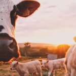In a post-COVID world, Australia turns to blockchain for protecting $7 billion beef export industry