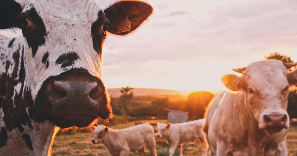 In a post-COVID world, Australia turns to blockchain for protecting $7 billion beef export industry