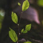 Ethereum 2.0 competitor raises $21 million from a top-tier crypto venture capitalist