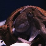 Strix Leviathan launches proprietary trading platform Octopus