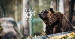 On-chain data accentuates that Cardano (ADA) is “mostly bearish”