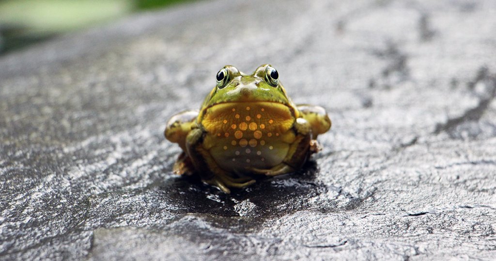 Hoskinson: Cardano (ADA) can “leap frog” Bitcoin decentralization by 100 times