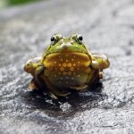 Hoskinson: Cardano (ADA) can “leap frog” Bitcoin decentralization by 100 times