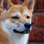 Research shows mining meme coin DOGE is more profitable than Bitcoin Cash and others