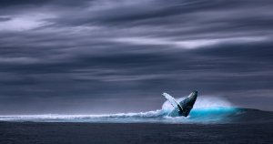 The number of crypto whales is rising. Here’s where they’re coming from