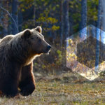 Crypto fund behind Chainlink FUD is offering 5 Bitcoin to post bearish positions