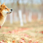 Analysts: DOGE TikTok challenge, falling Bitcoin dominance show “altseason” is here