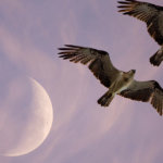 Devs are trying to copy the Ethereum DeFi token that rallied 100,000% in a week