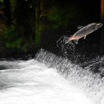 Norway turns to IBM blockchain for sustainable salmon—and activists are probably happy