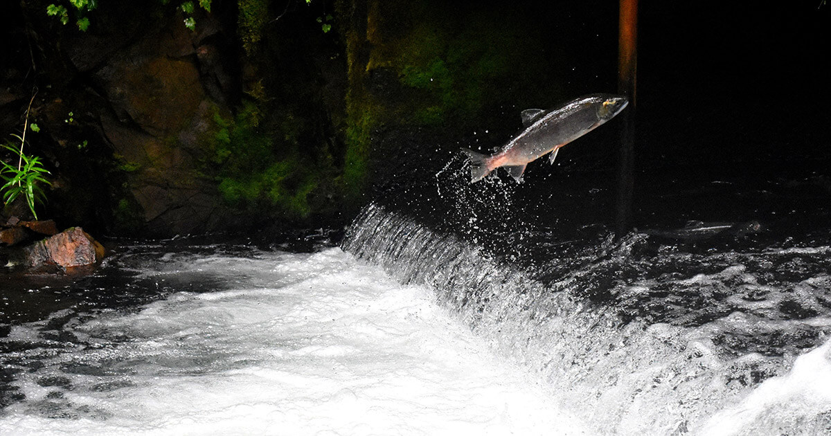 Norway turns to IBM blockchain for sustainable salmon—and activists are probably happy