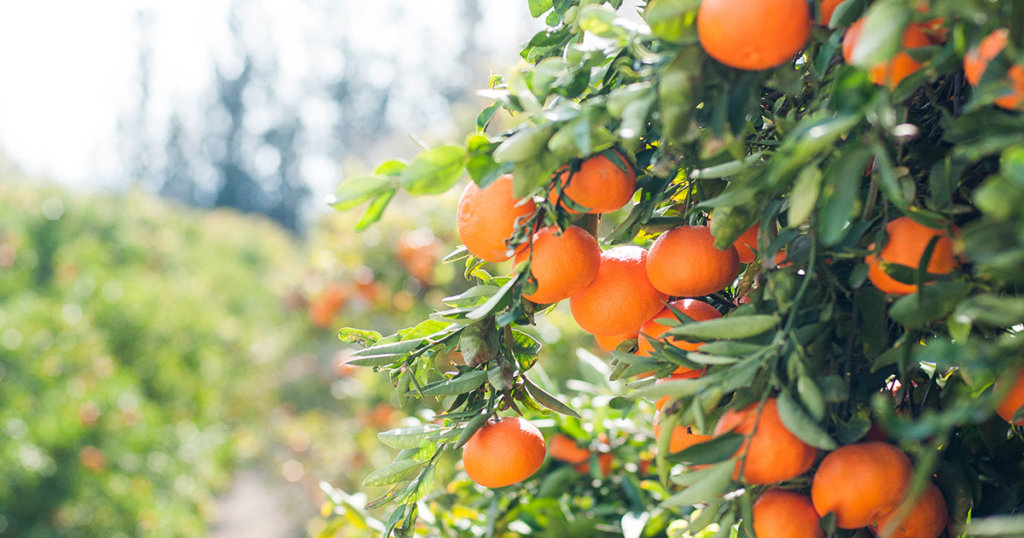 Aglive launches farm-to-consumer blockchain-based app to tackle food fraud