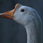 Oops: Who just spent $188,000 to send millions worth of Ethereum?