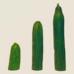 What is Pickle Finance? New Ethereum DeFi craze rallies 1,000% in one day