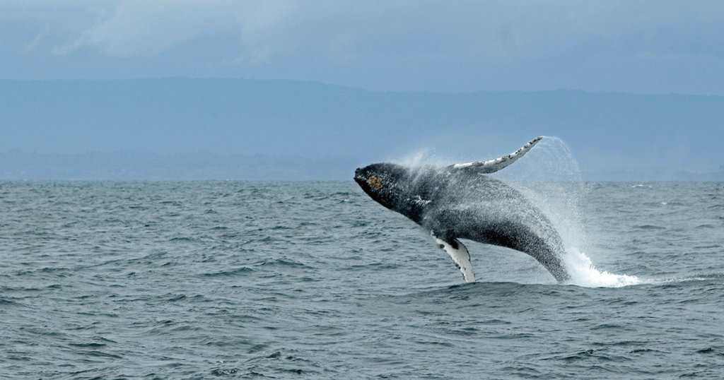 CEO: Dropping whale inflows positive for Bitcoin, lifeline for DeFi market?