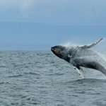 CEO: Dropping whale inflows positive for Bitcoin, lifeline for DeFi market?