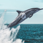 Market data indicates OKEx whales are expecting Bitcoin to spike past $14k
