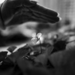 grayscale photo of flower in front of window