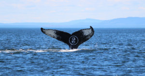 Yearn.finance (YFI) fell to four digits—but are whales accumulating?