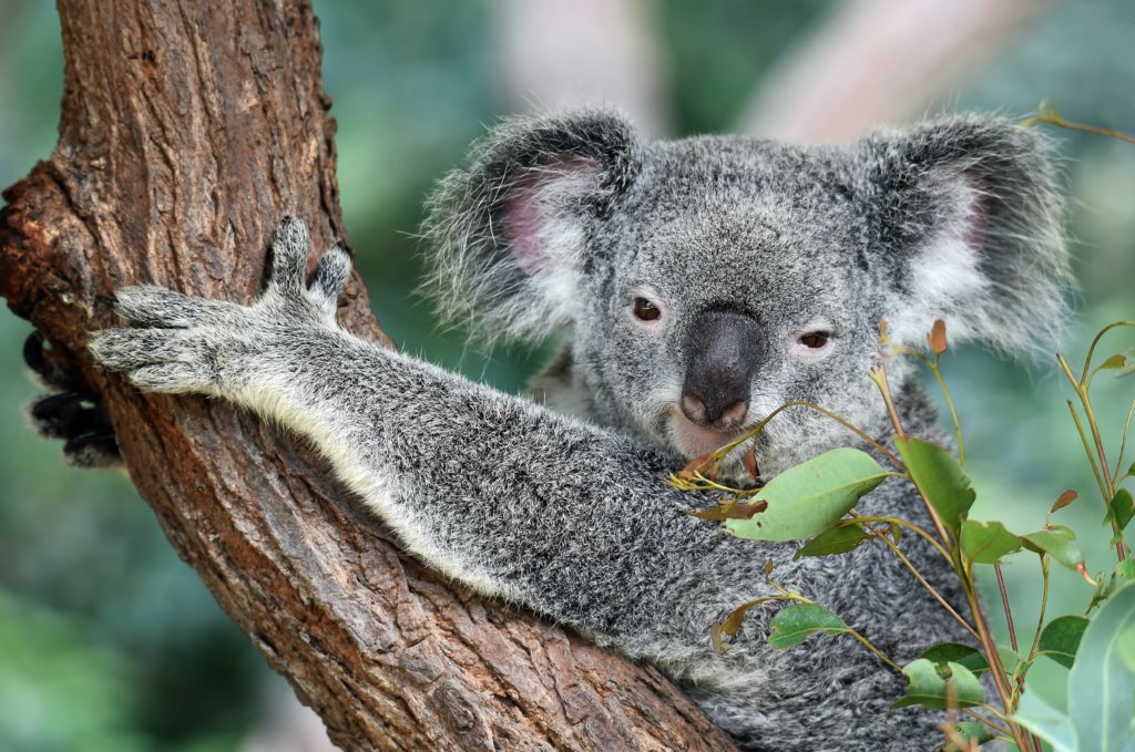 koala on tree