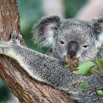 koala on tree
