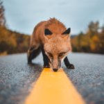 red fox on concrete road