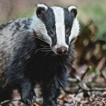 Wen DIGG? BadgerDAO’s Bitcoin rebasing token appears on chain