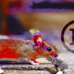 This “ElectroRAT” malware might be silently draining your Bitcoin