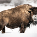 This U.S. state could legally recognize Ethereum DAOs