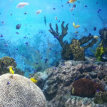 Reef Finance responds to Alameda allegations and refutes events